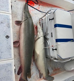 Massive Alligator Gar Catch