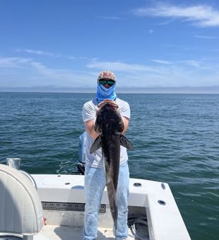 Sight Casting Cobias - Chesapeake Bay, VA.