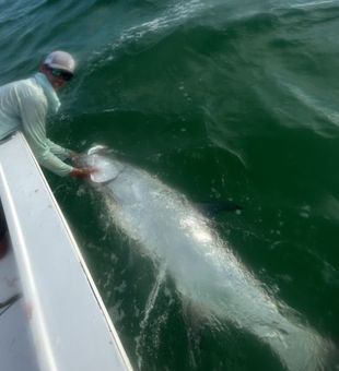 Tampa Bay fishing delights await, Tarpon