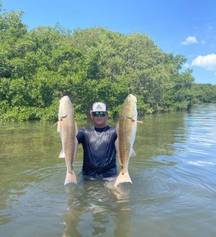 Inshore fishing, pure Tampa Bay, Redfish