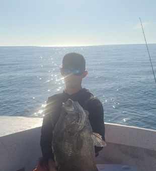 Tripletail, Inshore fishing fun in Tampa