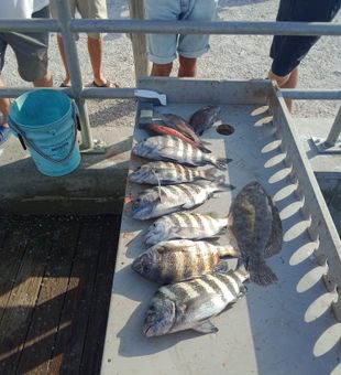 Florida Sheepshead Fishing