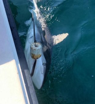 Catching Shark in Selden, NY