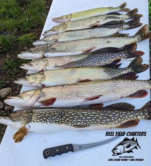 Fruitful catch in Lake Ontario