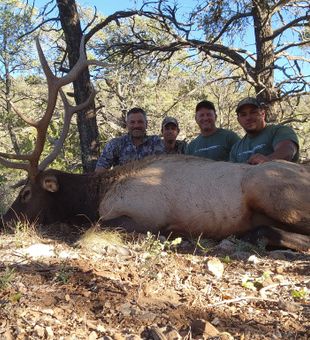 Outstanding bull elk taken in Mayhill New Mexico!
