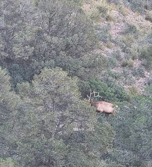 A sighting of a beautiful buck. - Cloudcroft, NM.