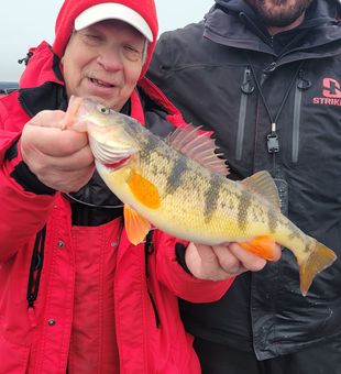 Trophy Yellow Perch! 🎣🔥
