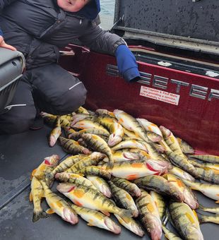 Perch Haul of the Day! 🎣🔥