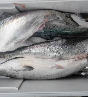 Big catches in Manistee waters