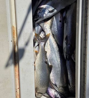 Impressive salmon and lake trout haul.