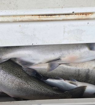 Bucket loaded! - Manistee, MI.