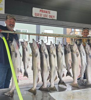 Great Haul of Salmons - Manistee, MI.