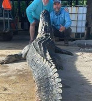 Fearless Gator  Encounters At Okeechobee FL