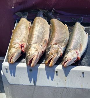 Clean lake trout lineup