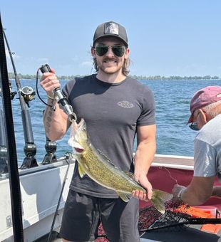 Strong walleye catch