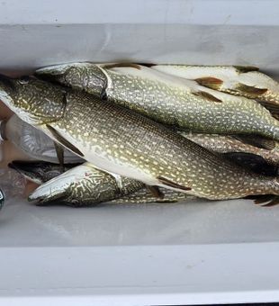 Solid Northern Pike haul