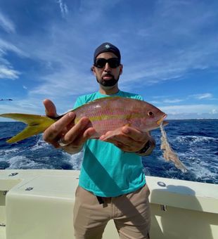 Yellowtail Snapper in Florida