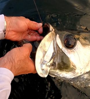 Tarpon fishing in FL waters