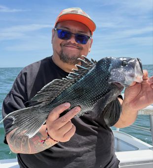 Nice black sea bass from Yarmouth MA waters!