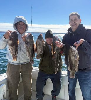 Tautog success in Yarmouth MA waters!