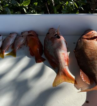 Snapper Haul! Cabo Rojo, Puerto Rico.