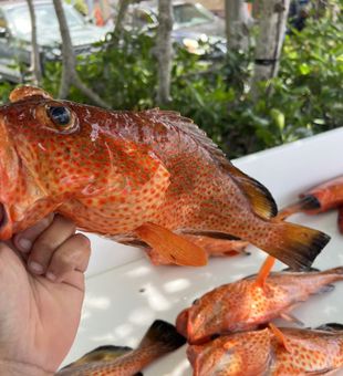 Red Grouper Haul - Cabo Rojo, Puerto Rico.