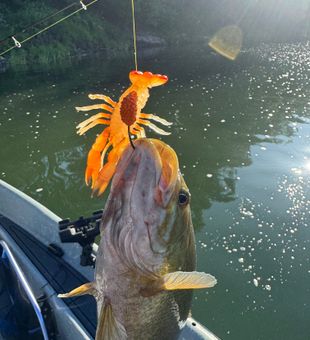Inshore fish landed today