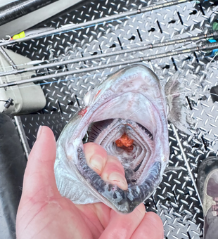 Look at those teeth! Exciting catch off Port Orford today.