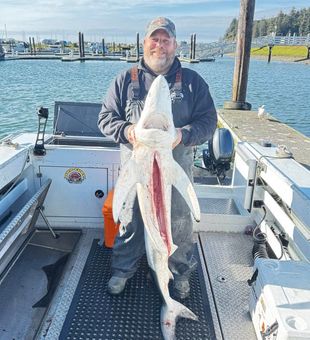 Shark catch on calm seas