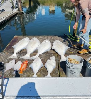Flatfish frenzy in Oregon