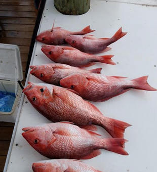 Red snapper fishing