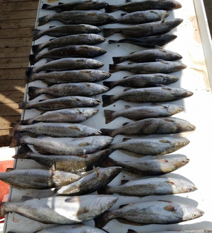 Awesome catch in Gulf Shores