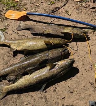 Chinook salmon success in Hesperia MI!
