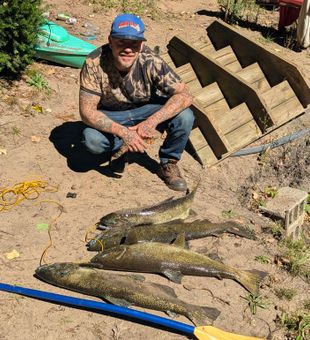 Four beautiful Chinook salmon from Hesperia MI waters!
