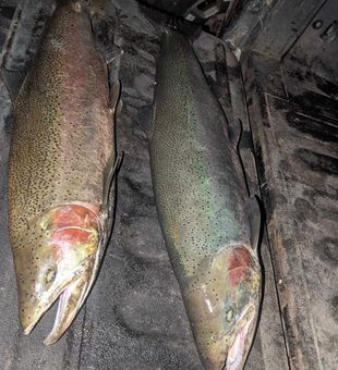 Beautiful rainbow trout from Hesperia MI waters!