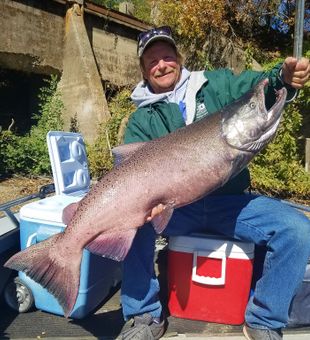 Massive King Salmon caught on Sacramento River!
