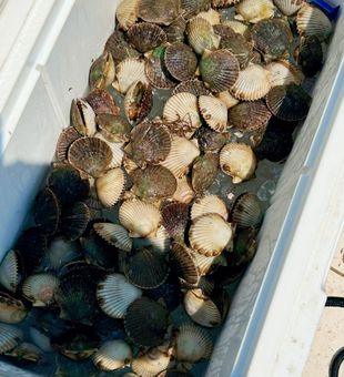 Impressive scallop haul!
