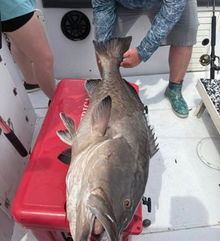 Grouper fishing Panama City Beach Gulf