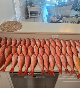 Lane snapper haul from Panama City FL waters!