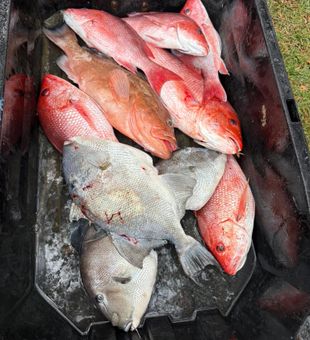 Red snapper and grey triggerfish haul from Panama City!