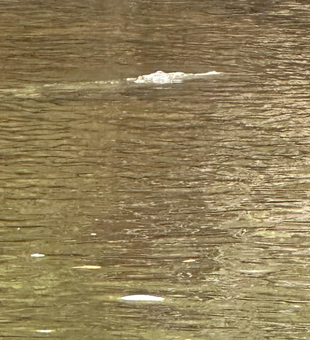 Prime fishing waters await in Naples Florida.