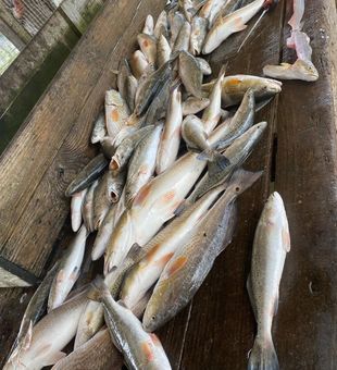 Trophy inshore fishing in Venice Louisiana