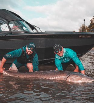 Majestic Sturgeon Captured In Lake Ontario, CA