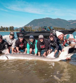 Big Sturgeon Catch In Lake Ontario, CA