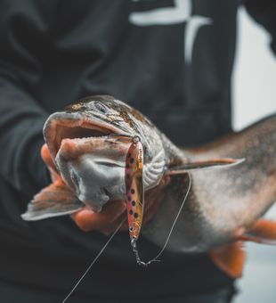 Fish are biting in Lake Ontario, CA