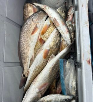 Cooler full of redfish and trout!