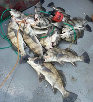 Solid black drum haul from Ingleside waters!