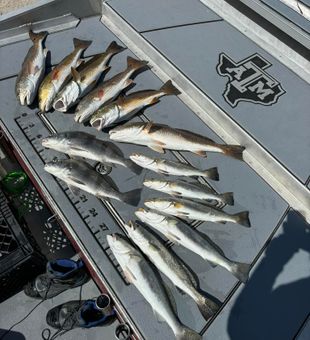 Redfish and Speckled Trout haul