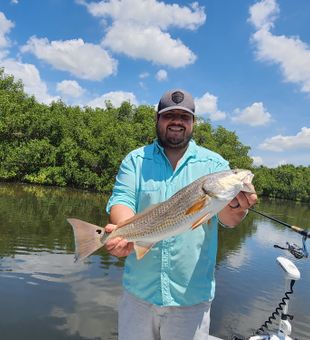 Catching redfish on Tampa Bay flats