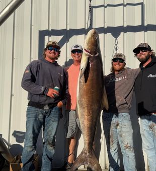 Massive Pensacola Beach cobia makes for an epic catch!